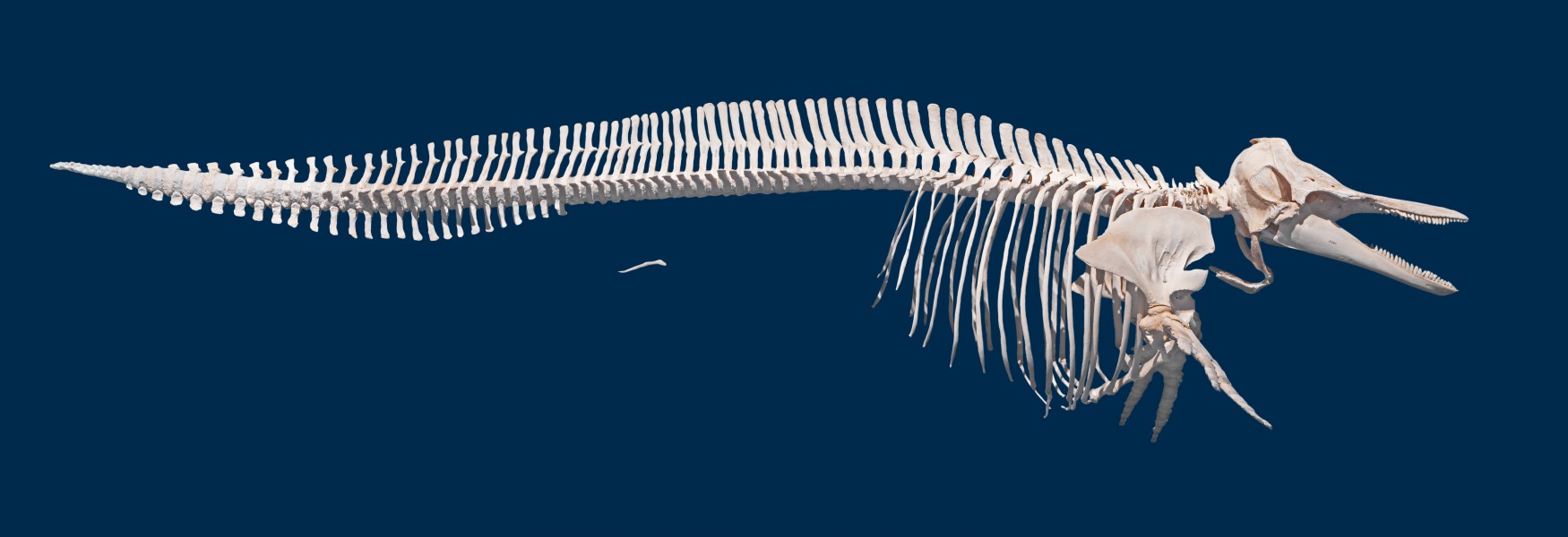 Lagenorhynchus albirostris - skeleton