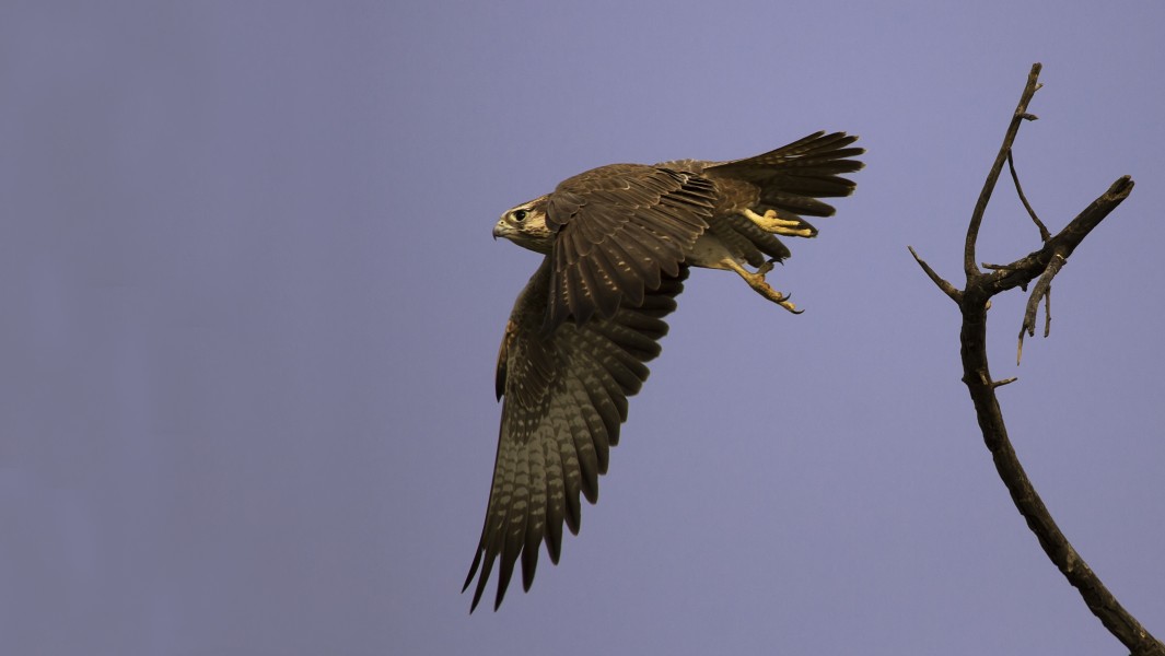 Laggar Falcon in Flight