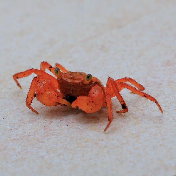 Lahad-Datu Sabah Mount-Silam-Red-Crab-Geosesarma-aurantium-01