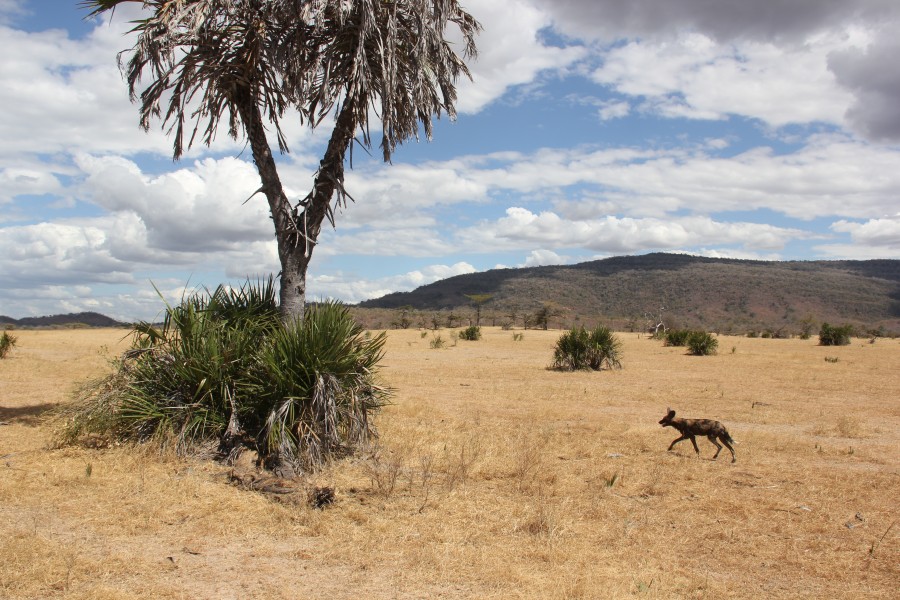 Laika ac African Wild Dog (9896993526)