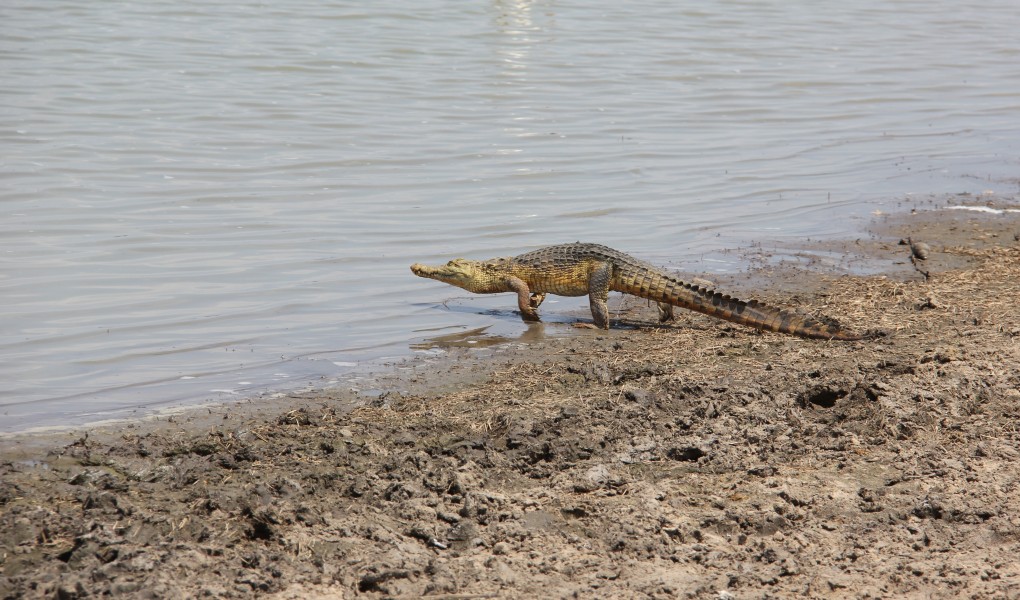 Laika ac Crocodile (9841031226)