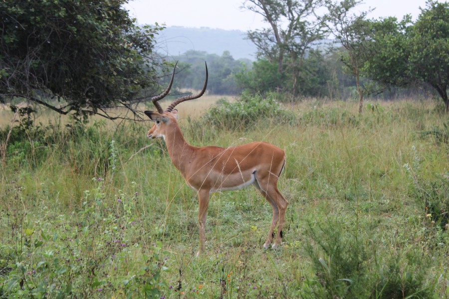 Laika ac Lake Mburu (6706186771)