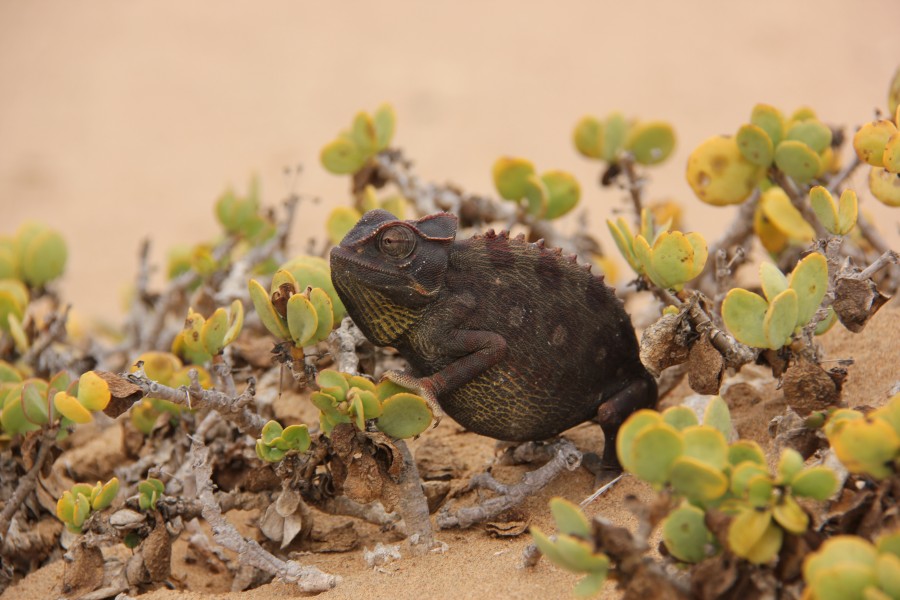 Laika ac Namaqua Chameleon (8445514543)
