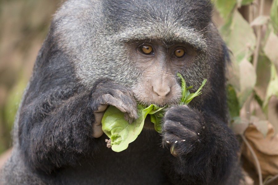 Lake Manyara Diademmeerkatze1