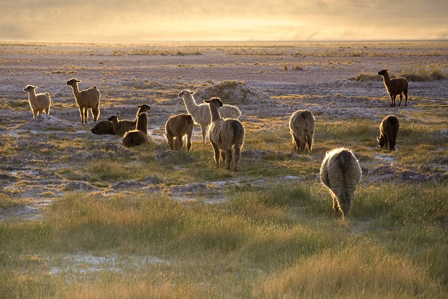 Lamas in the sunset San Pedro de Atacama Chile Luca Galuzzi 2006