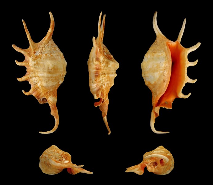 Lambis crocata
