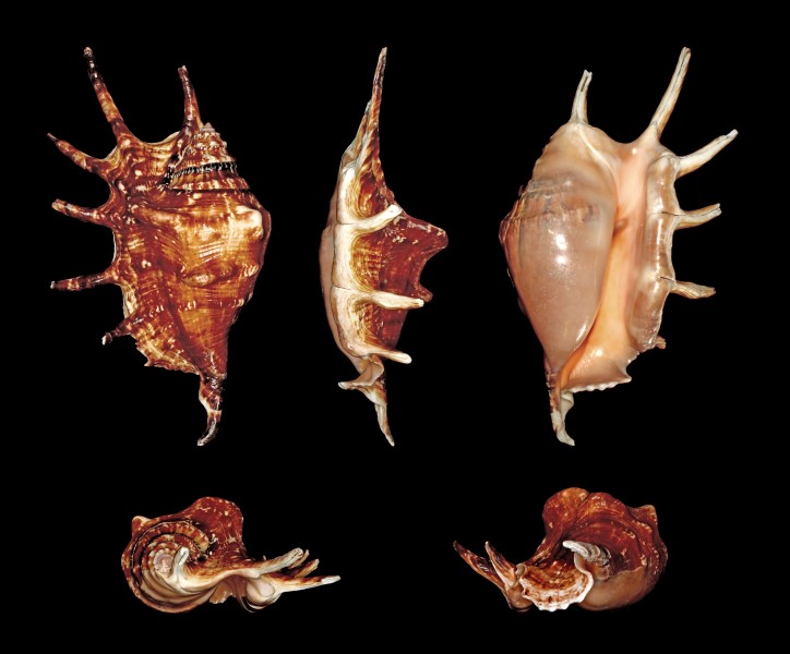 Lambis lambis 02