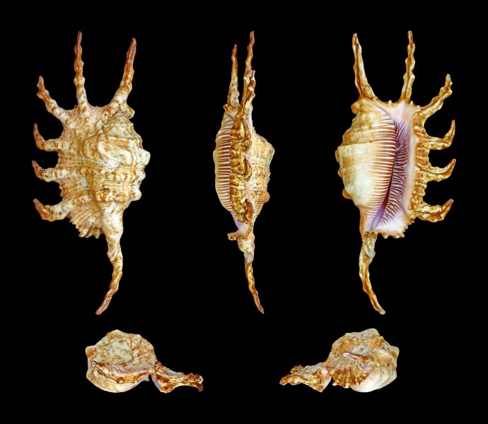 Lambis scorpius indomaris 01
