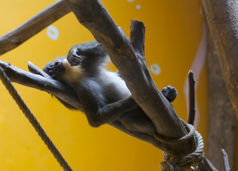 Langur de cabeza blanca (Trachypithecus poliocephalus), Tierpark Hellabrunn, Múnich, Alemania, 2012-06-17, DD 02