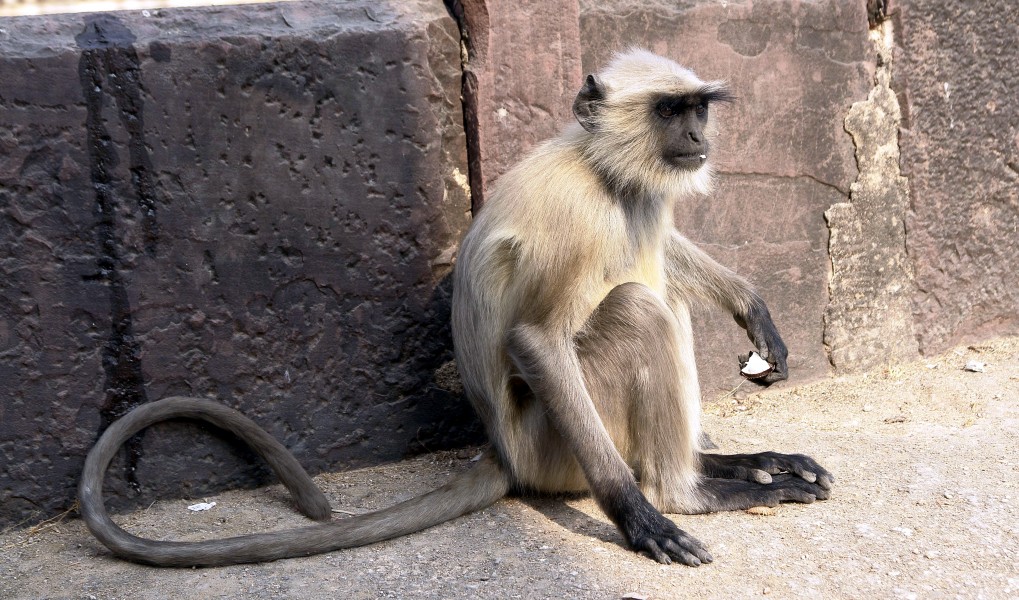Langur monkey, Orchha, Madhya Pradesh, India