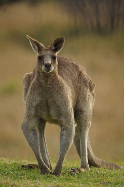 Large Eastern Grey male kangaroo (9645655070)