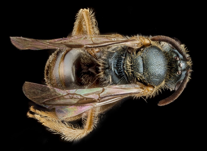 Lasioglossum tarponense, F, back1, Nacodoches County,Texas 2012-10-18-14.32.41 ZS PMax (8194069128)