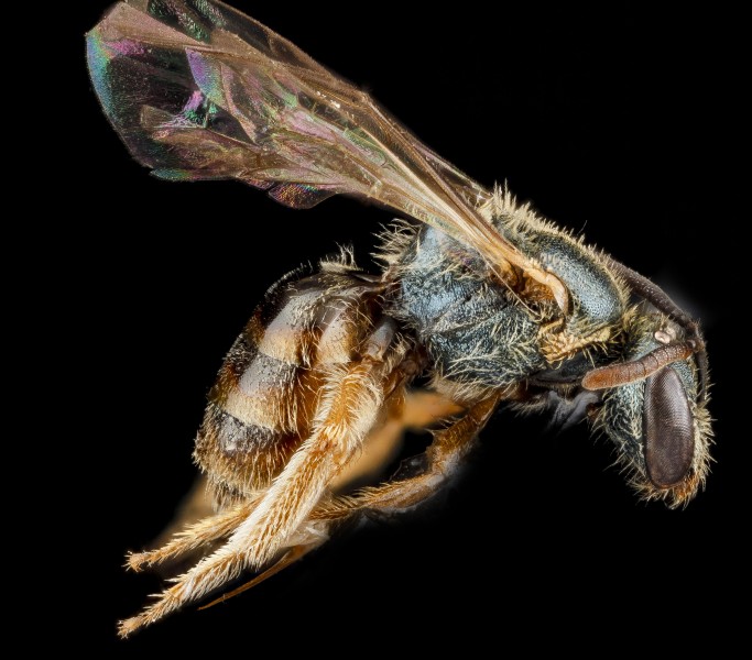 Lasioglossum tarponense, F, rt side, Nacogodoches County, Texas 2012-10-17-11.10.17 ZS PMax (8194068158)