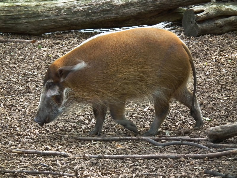 Laufendes Pinselohrschwein Zoo Landau