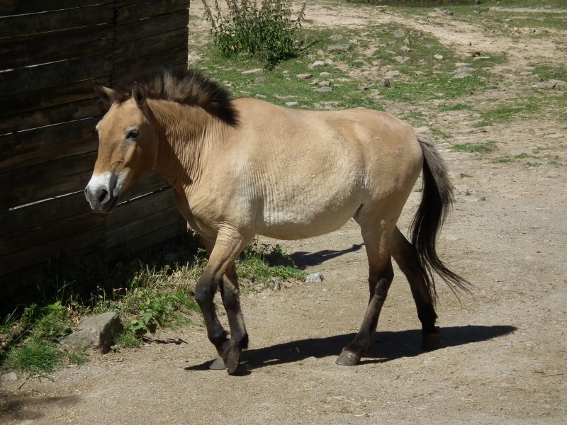 Laufendes Przewalski-Pferd Wildpark Pforzheim