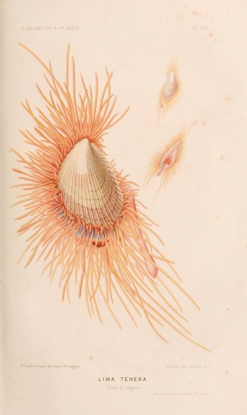 Le monde de la mer (Pl. XVI) (8203826336)