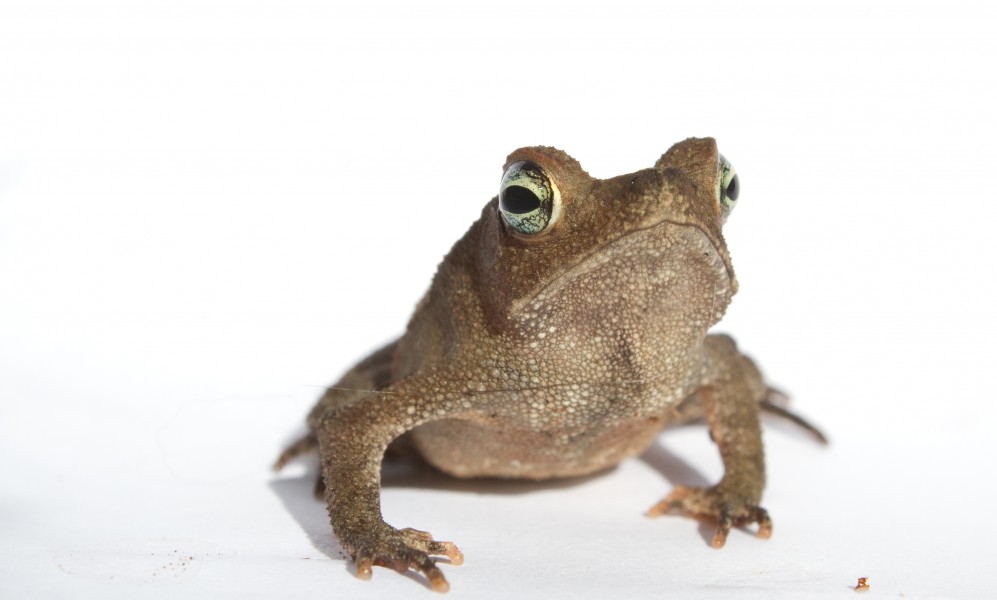 Leaflitter toad Rhinella alata