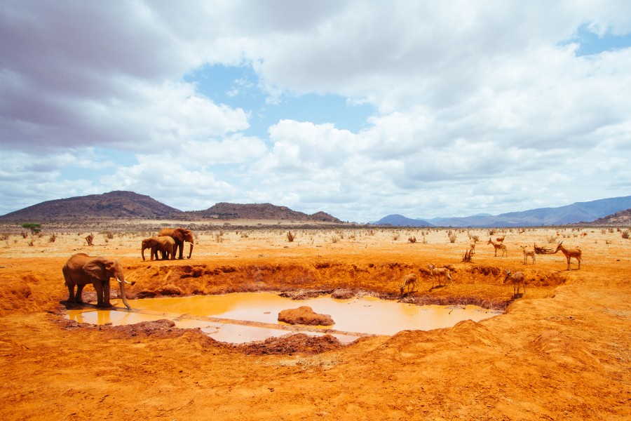 Leaky Water Pipe = Animal Oasis (Kenya, Day 2)