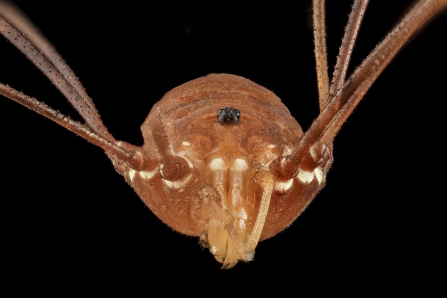 Leiobunum flavum, U, Face, MD, PG County 2013-08-05-17.21.44 ZS PMax (9541013355)