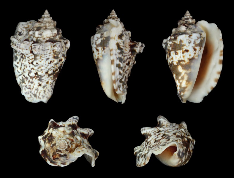 Lentigo lentiginosus 01