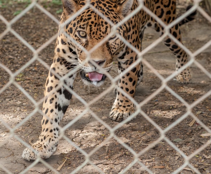 Leopado en Parque Zoologico Barquisimeto