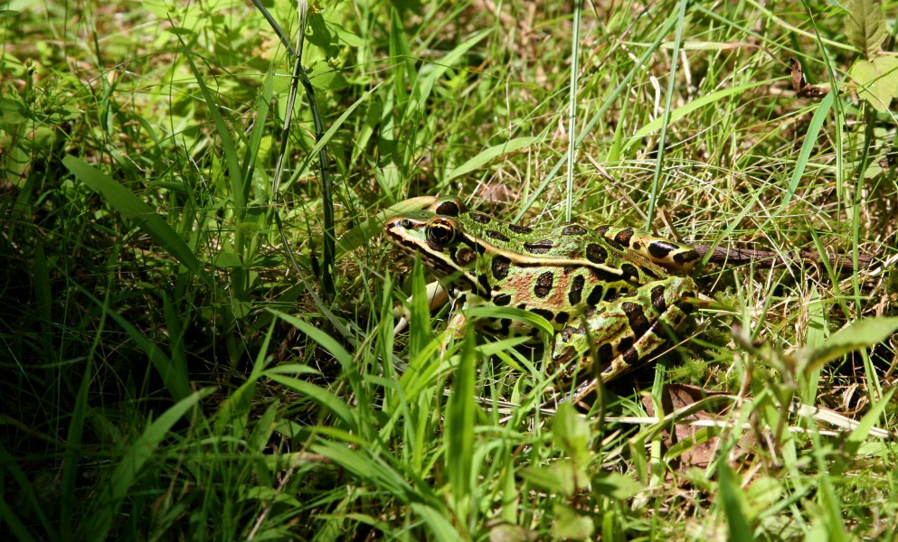 Leopard frog in green surrounding