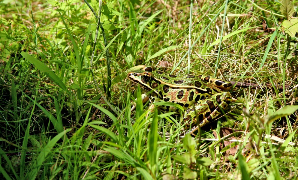 Leopard frog in green surrounding (de-shadowed)