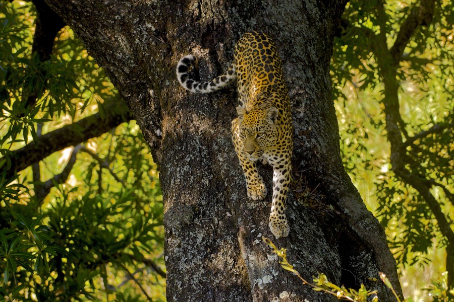 Leopard Tree AdF