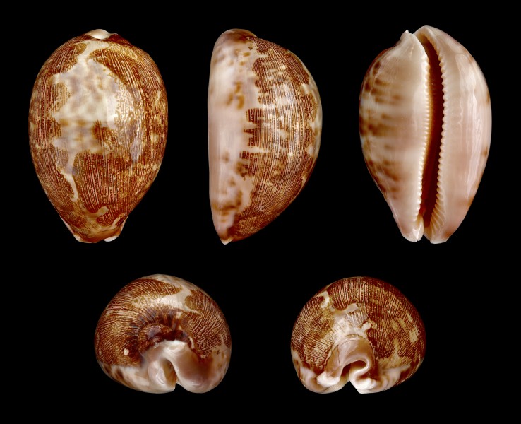 Leporicypraea mappa 01