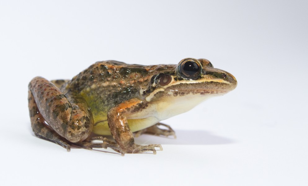 Leptodactylus fragilis (Brocchi, 1877)
