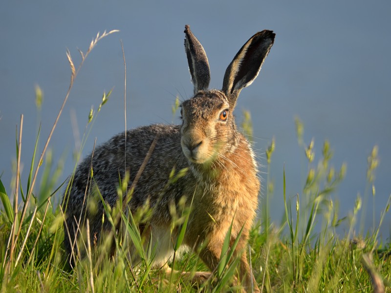 Lepus europaeus (Uitkerke)