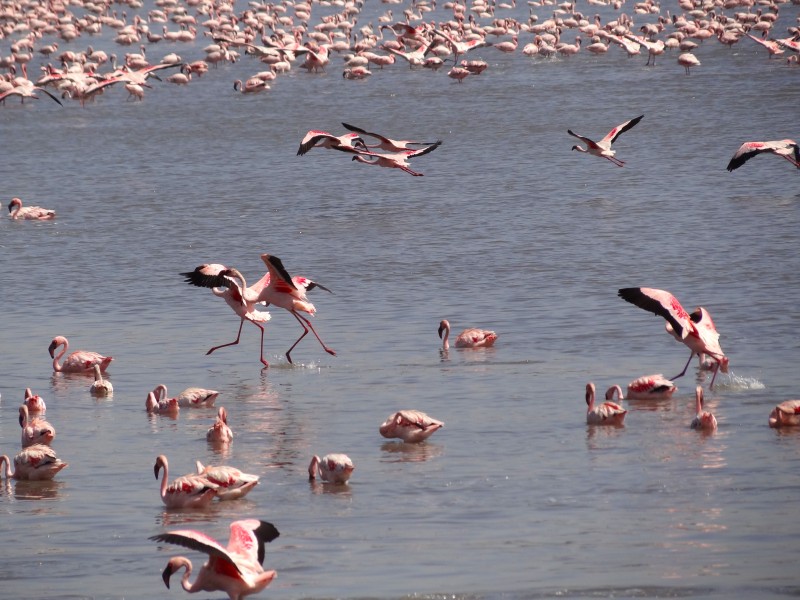 Lesser Flamingos4