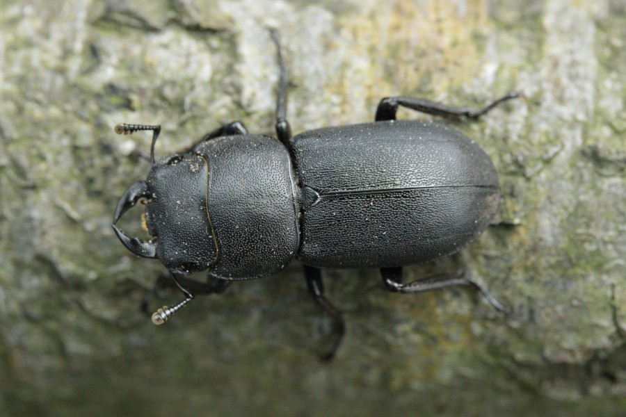 Lesser Stag Beetle - Dorcus parallelipipedus (45284288942)