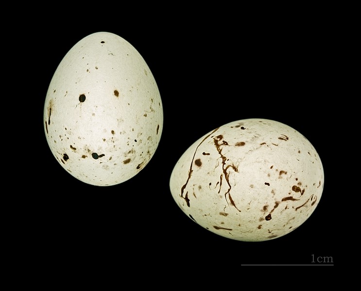 Linaria flavirostris MHNT 223 Ecosse
