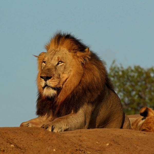 Lion (Panthera leo) male 6y