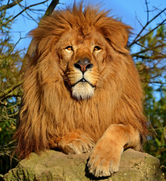 Lion d'Afrique