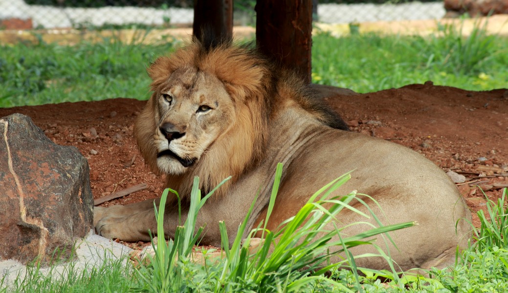 Lion in Mysore zoo 01