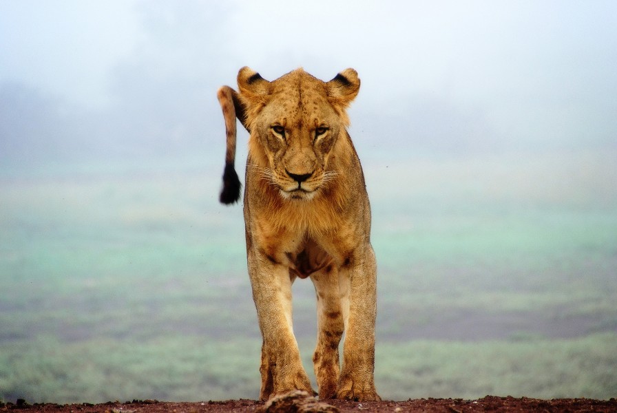 Lion look