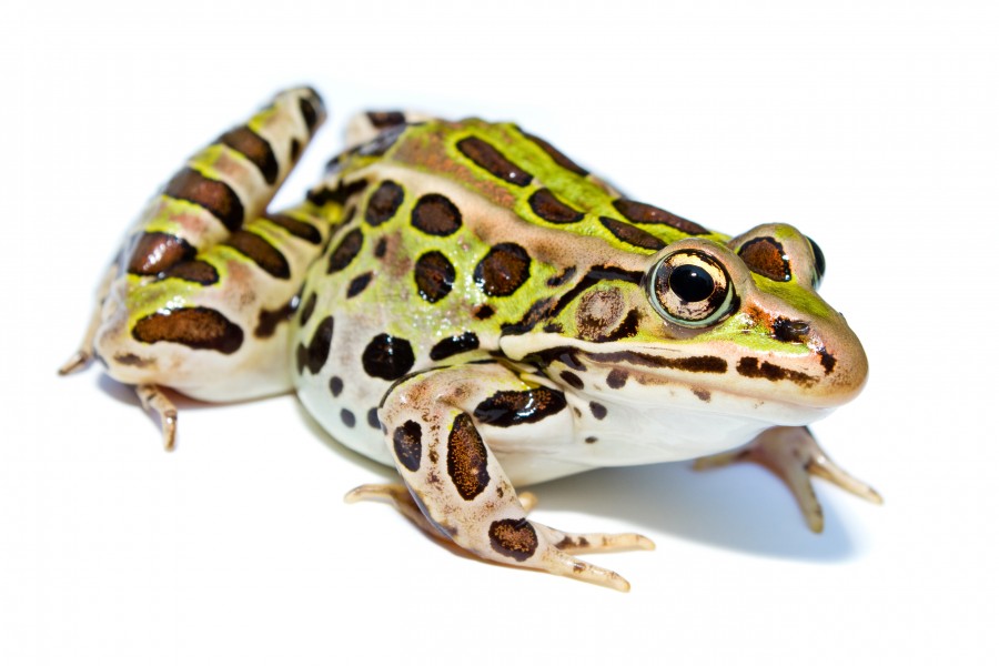 Lithobates pipiens