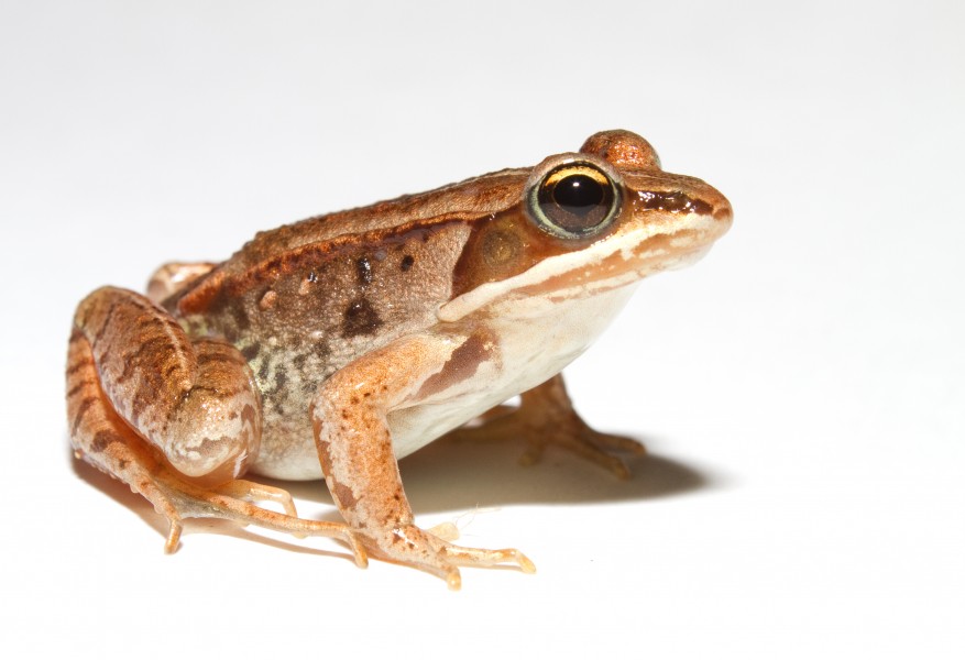 Lithobates sylvaticus (Woodfrog)