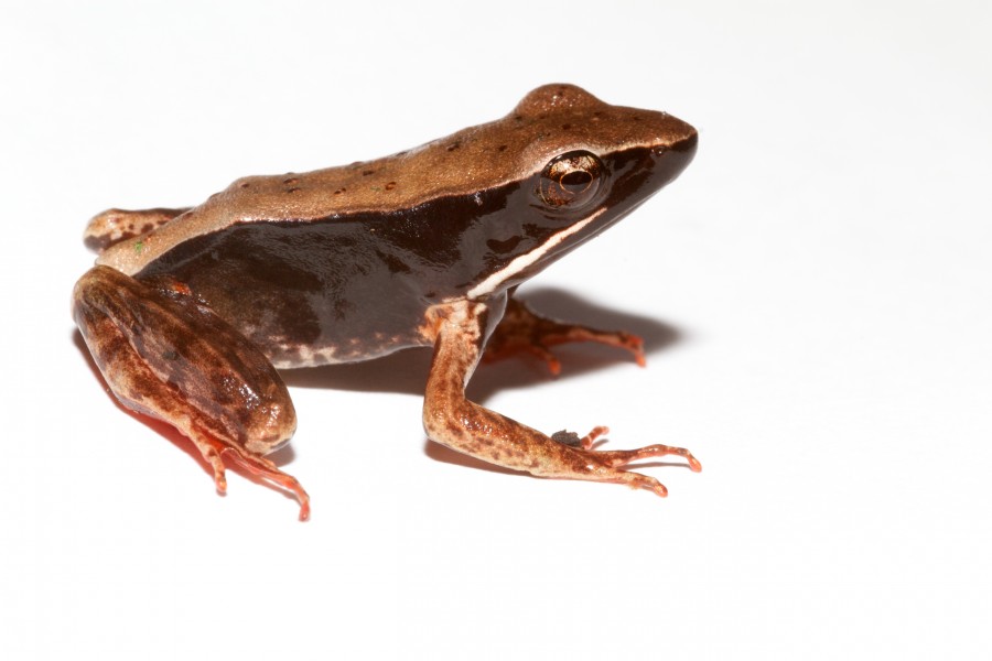 Lithobates warszewitschii