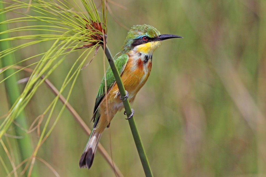 Little bee-eater (Merops pusillus argutus) Namibia