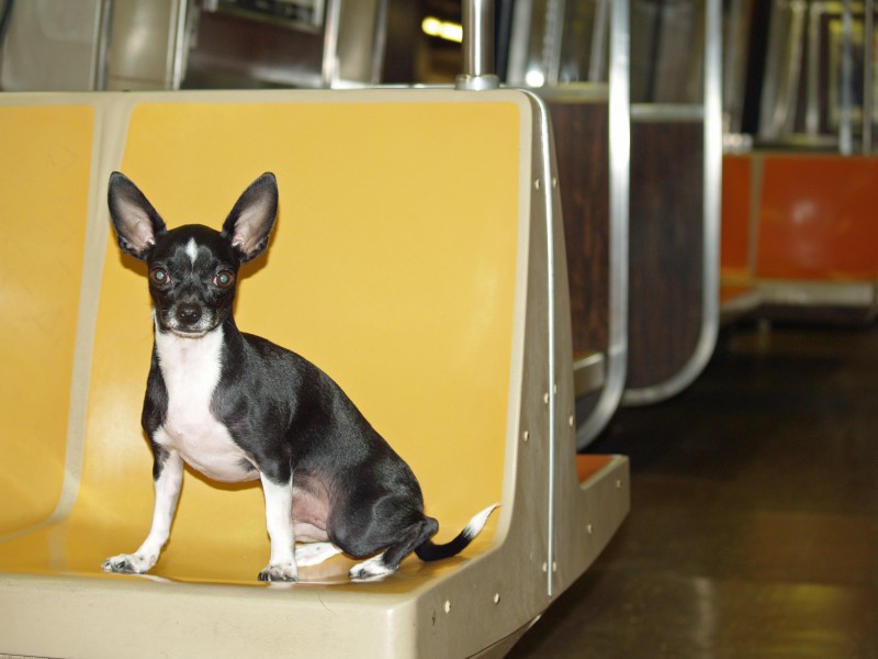 Little Man Shankbone riding the rails of the NYC subway