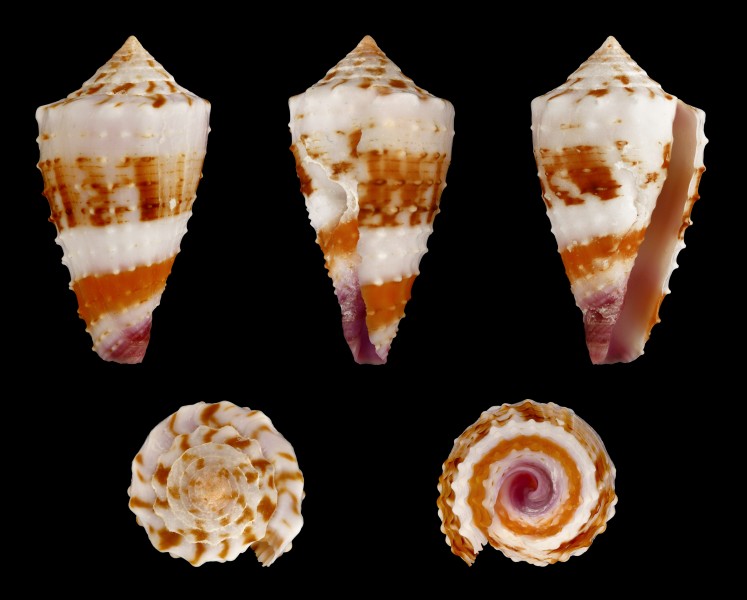 Lividoconus floridulus 01