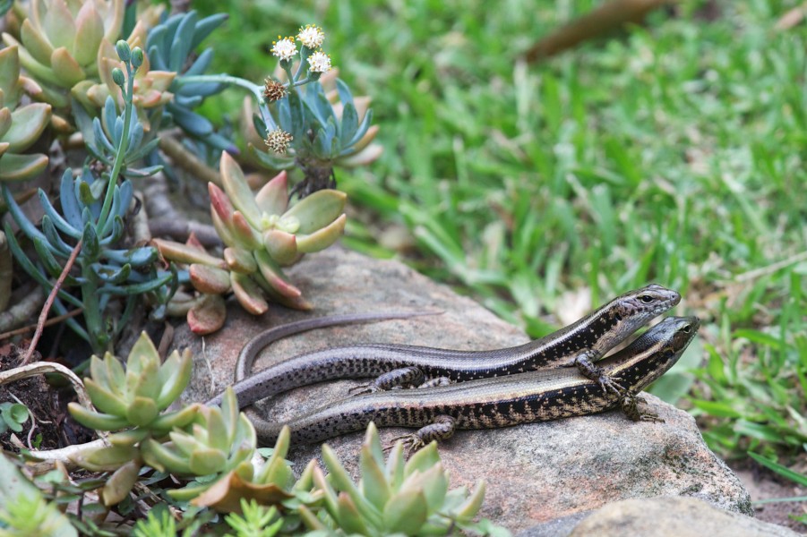 Lizard Buddies (8536512650)