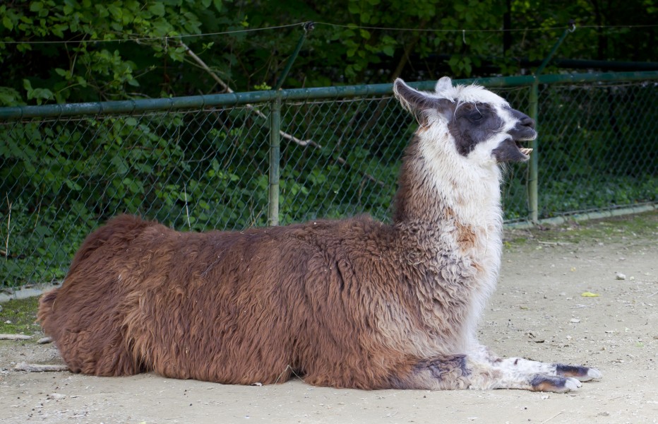 Llama (Lama glama), Tierpark Hellabrunn, Múnich, Alemania, 2012-06-17, DD 01