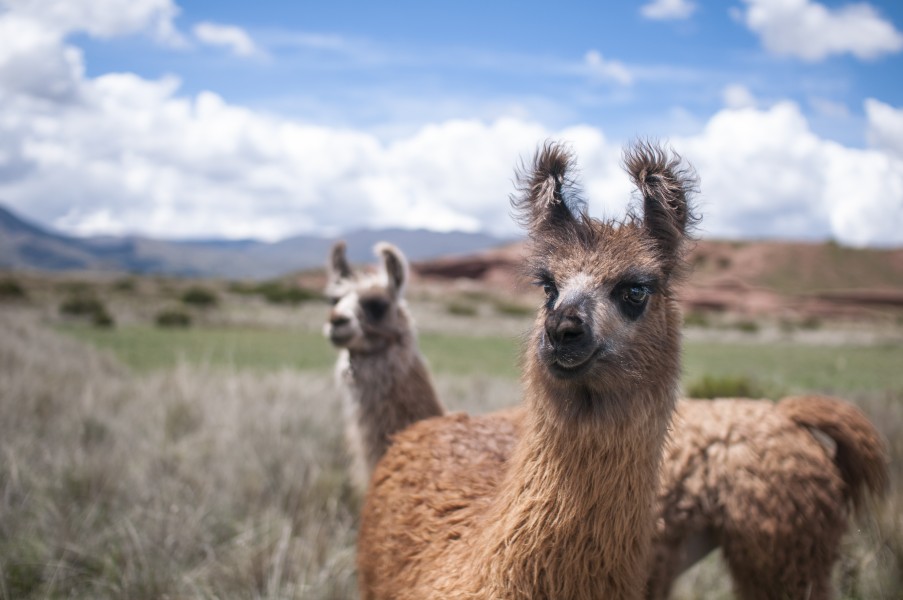 Llamas en Tiahuanaco, Bolivia