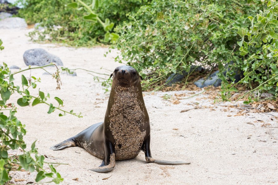 Lobo marino (Zalophus californianus wollebaeki), isla de San Cristóbal, islas Galápagos, Ecuador, 2015-07-25, DD 54
