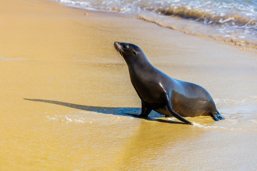Lobo marino (Zalophus californianus wollebaeki), Punta Pitt, isla de San Cristóbal, islas Galápagos, Ecuador, 2015-07-24, DD 09
