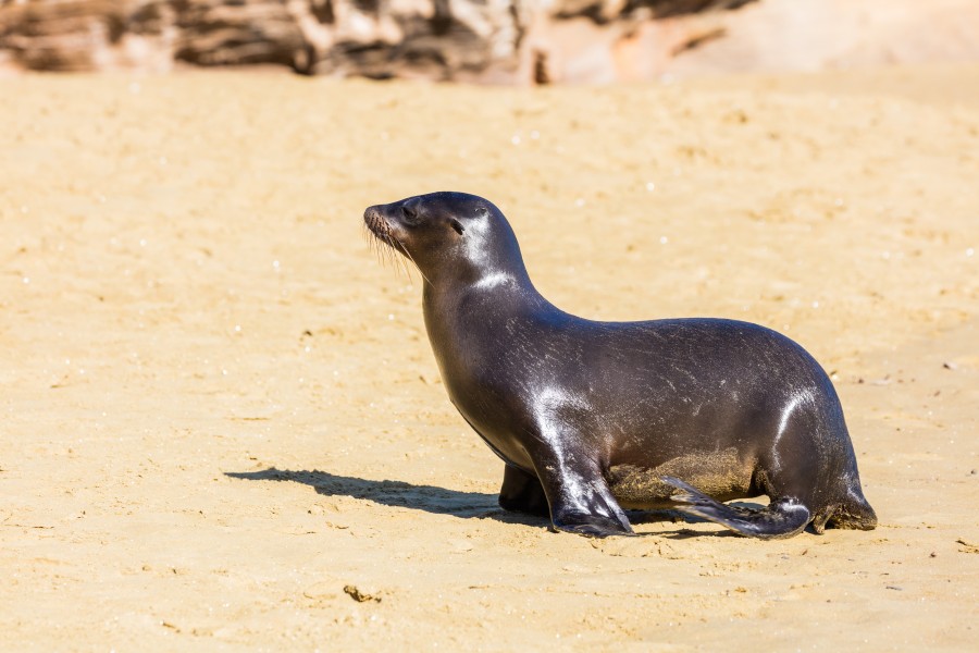 Lobo marino (Zalophus californianus wollebaeki), Punta Pitt, isla de San Cristóbal, islas Galápagos, Ecuador, 2015-07-24, DD 13